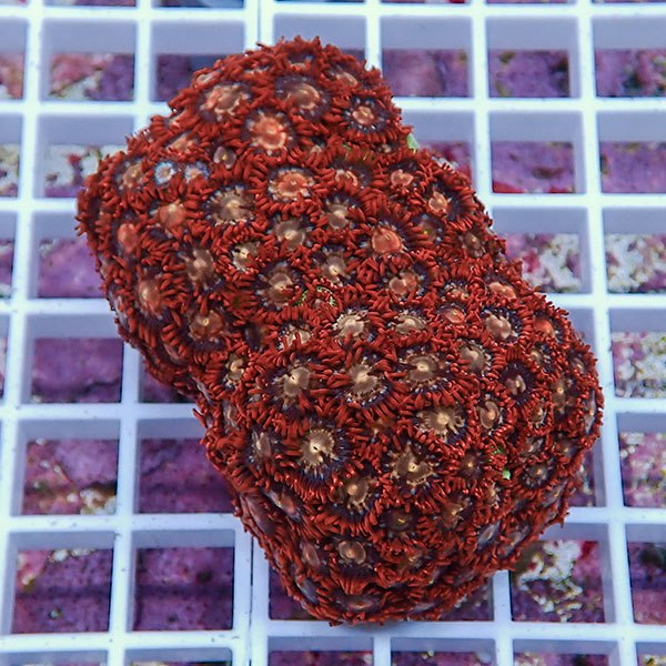 【サンゴ現物64】マメスナギンチャク !15時までのご注文で当日発送(t144