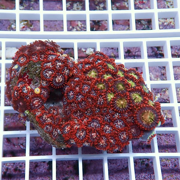 【サンゴ現物65】マメスナギンチャク !15時までのご注文で当日発送(t144