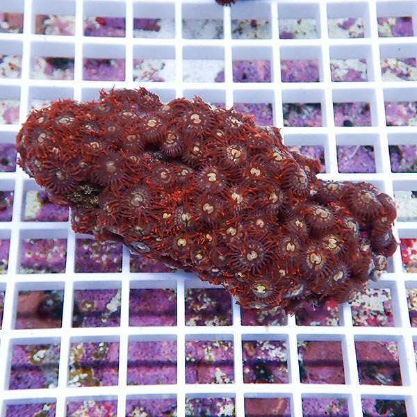 【サンゴ現物66】マメスナギンチャク !15時までのご注文で当日発送(t144