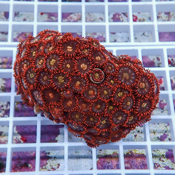 【サンゴ現物67】マメスナギンチャク !15時までのご注文で当日発送(t144