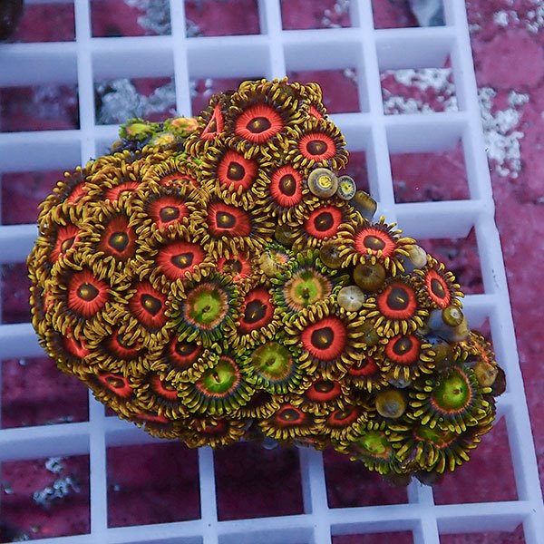 【サンゴ現物62】マメスナギンチャク !15時までのご注文で当日発送(t144