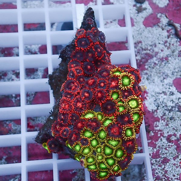 【サンゴ現物63】マメスナギンチャク !15時までのご注文で当日発送(t144