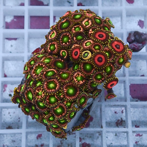 【サンゴ現物72】マメスナギンチャク !15時までのご注文で当日発送 (t144