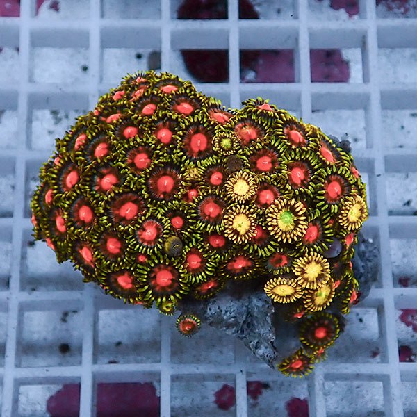 【サンゴ現物73】マメスナギンチャク !15時までのご注文で当日発送 (t144