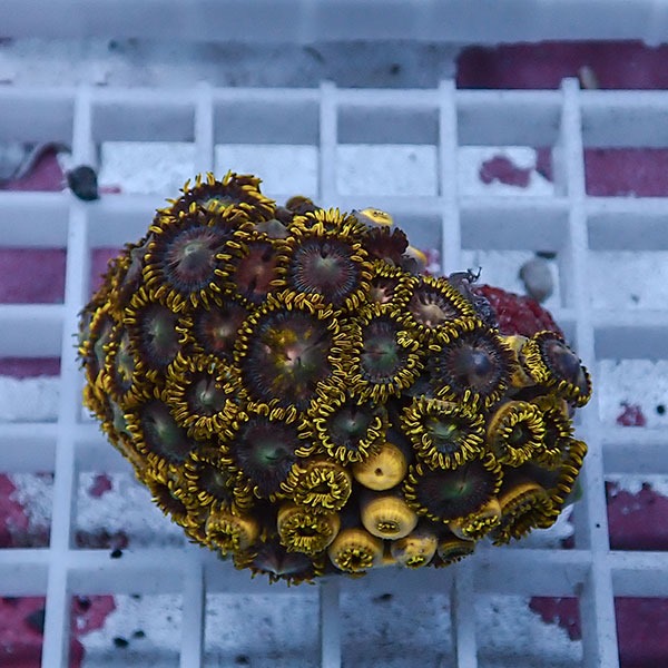 【サンゴ現物74】マメスナギンチャク !15時までのご注文で当日発送 (t144