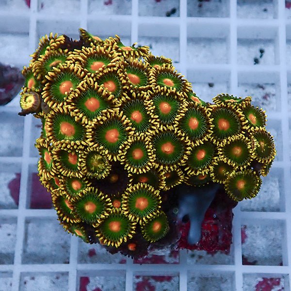 【サンゴ現物75】マメスナギンチャク !15時までのご注文で当日発送 (t144