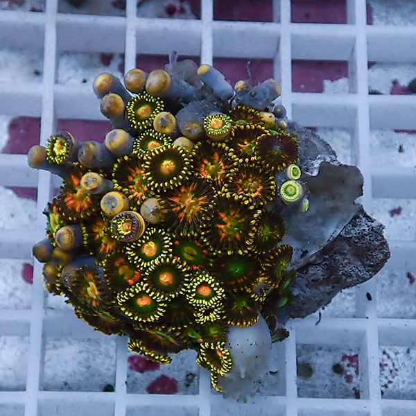 【サンゴ現物76】マメスナギンチャク !15時までのご注文で当日発送 (t144