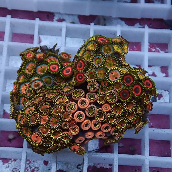 【サンゴ現物77】マメスナギンチャク !15時までのご注文で当日発送 (t144