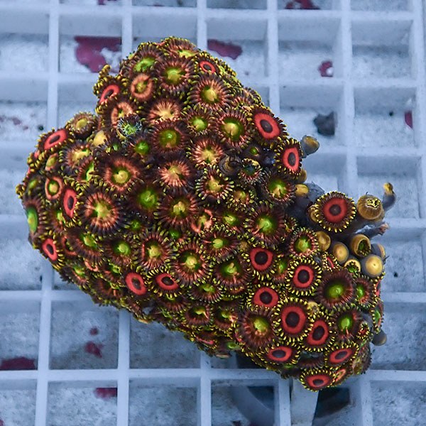 【サンゴ現物78】マメスナギンチャク !15時までのご注文で当日発送 (t144