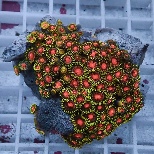 【サンゴ現物79】マメスナギンチャク !15時までのご注文で当日発送(t144