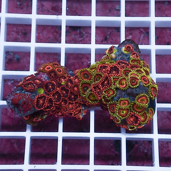 【サンゴ現物111】マメスナギンチャク !15時までのご注文で当日発送(t144