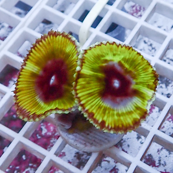 【サンゴ現物5】サンゾアンシッド フラグ !15時までのご注文で当日発送 【サンゴ】(t209