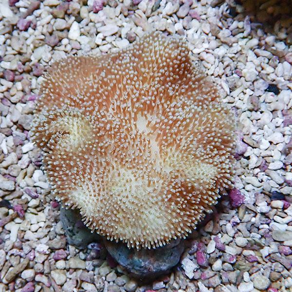 【サンゴ現物18】ウミキノコ 9-7cm!15時までのご注文で当日発送 【サンゴ】(t147