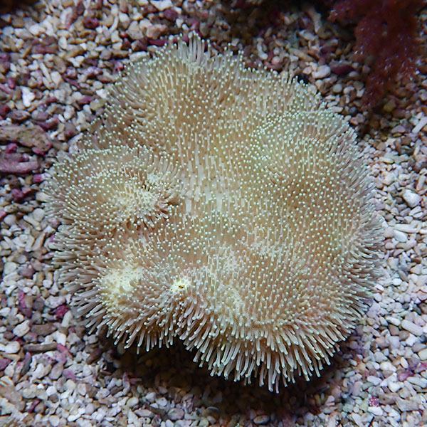 【サンゴ現物19】ウミキノコ 12-11cm!15時までのご注文で当日発送 【サンゴ】(t147