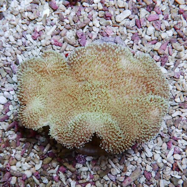 【サンゴ現物20】ウミキノコ 10-8cm!15時までのご注文で当日発送 【サンゴ】(t147