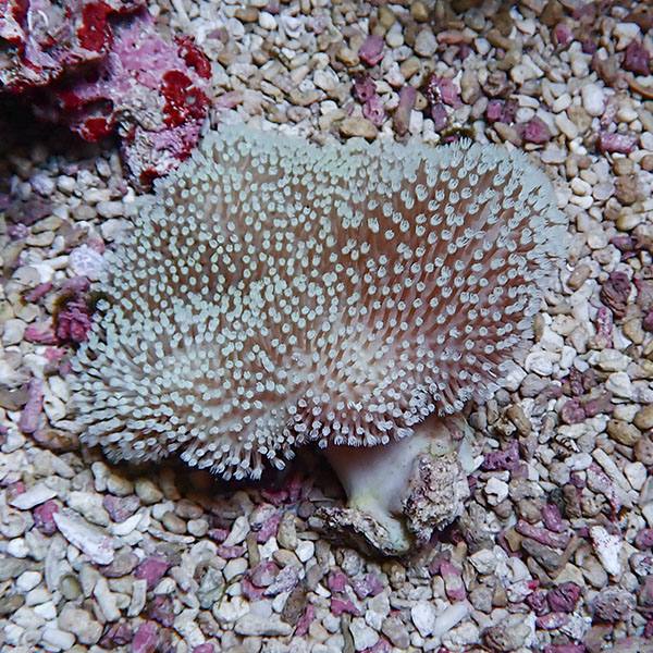 【サンゴ現物21】ウミキノコ 9-7cm!15時までのご注文で当日発送 【サンゴ】(t147