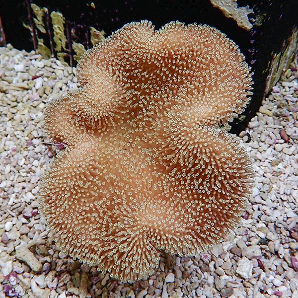 【サンゴ現物23】ウミキノコ 11-12cm!15時までのご注文で当日発送 【サンゴ】(t147