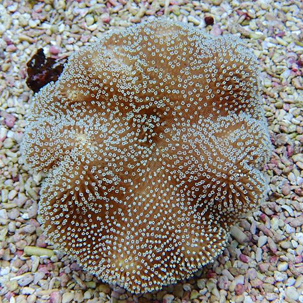 【サンゴ現物31】ウミキノコ 11-11cm!15時までのご注文で当日発送 【サンゴ】(t147