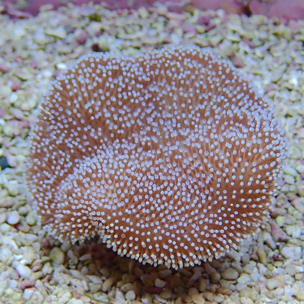 【サンゴ現物32】ウミキノコ 10-10cm!15時までのご注文で当日発送 【サンゴ】(t147