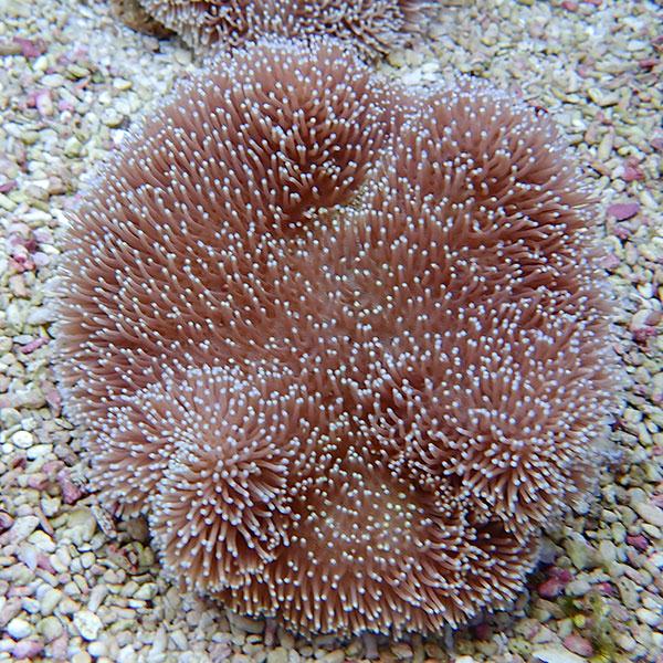 【サンゴ現物33】ウミキノコ 12-13cm!15時までのご注文で当日発送 【サンゴ】(t147