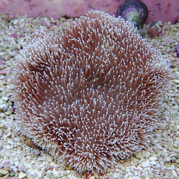 【サンゴ現物34】ウミキノコ 13-12cm!15時までのご注文で当日発送 【サンゴ】(t147