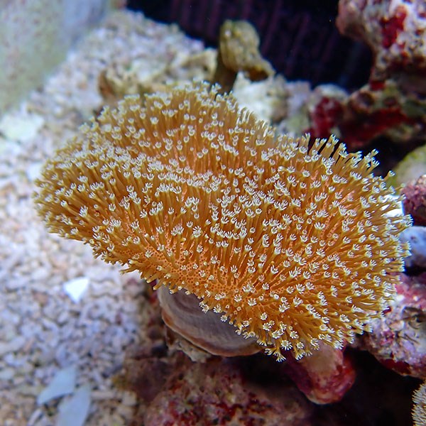 【サンゴ現物2】ウミキノコ !15時までのご注文で当日発送 【サンゴ】(t147