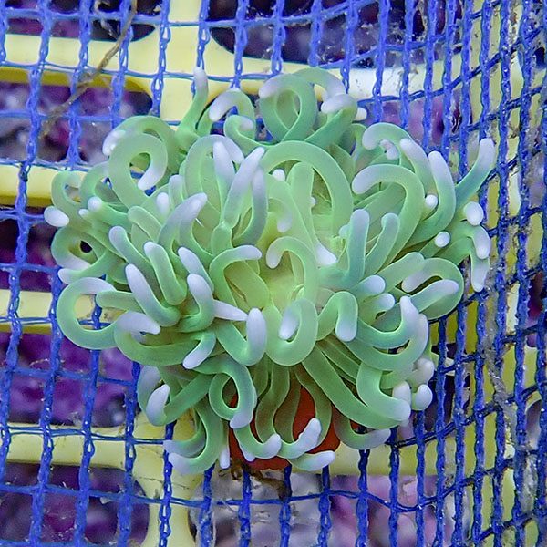 【現物2】ロングテンタクル グリーン 5-7cm±!15時までのご注文で当日発送(t213