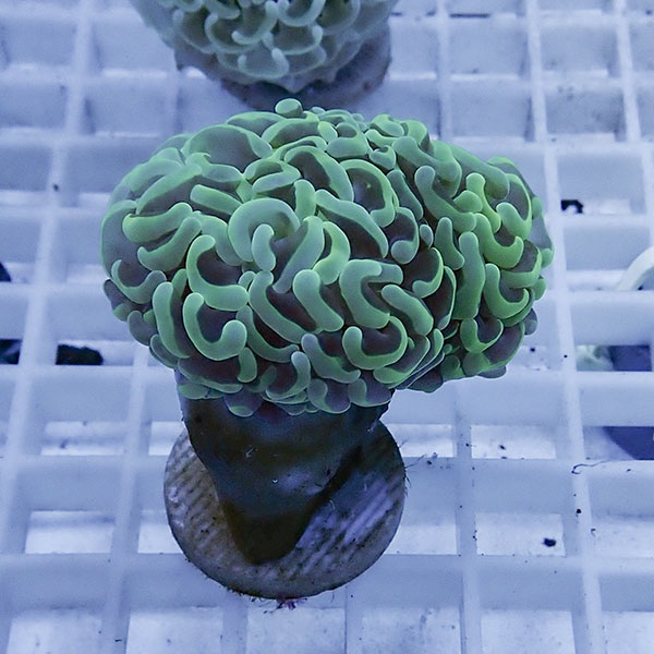 【サンゴ現物28】ナガレハナサンゴ フラグ!15時までのご注文で当日発送 【サンゴ】(t136