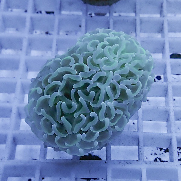 【サンゴ現物29】ナガレハナサンゴ フラグ!15時までのご注文で当日発送 【サンゴ】(t136