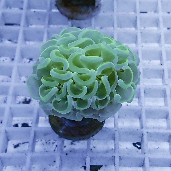 【サンゴ現物30】ナガレハナサンゴ フラグ!15時までのご注文で当日発送 【サンゴ】(t136