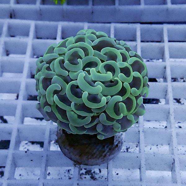 【サンゴ現物31】ナガレハナサンゴ フラグ!15時までのご注文で当日発送 【サンゴ】(t136