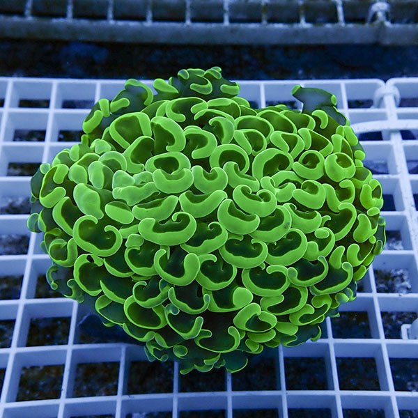 【サンゴ現物32】ナガレハナサンゴ!15時までのご注文で当日発送 【サンゴ】(t136