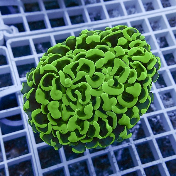 【サンゴ現物33】ナガレハナサンゴ!15時までのご注文で当日発送 【サンゴ】(t136