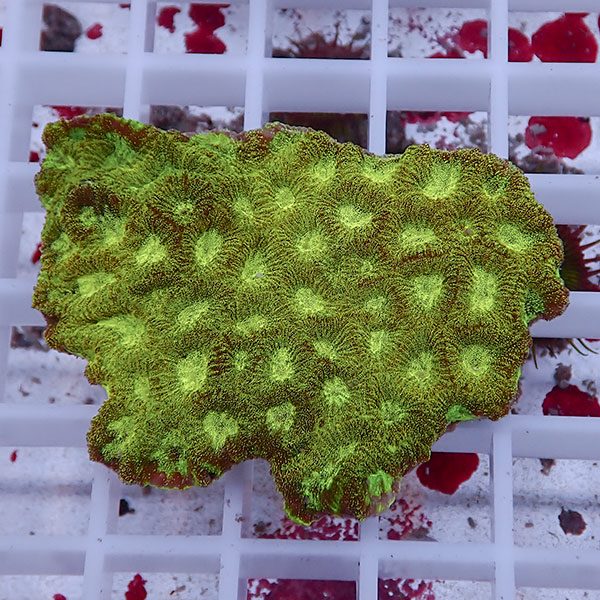 【サンゴ現物5】キクメイシsp. !15時までのご注文で当日発送 【サンゴ】(t139