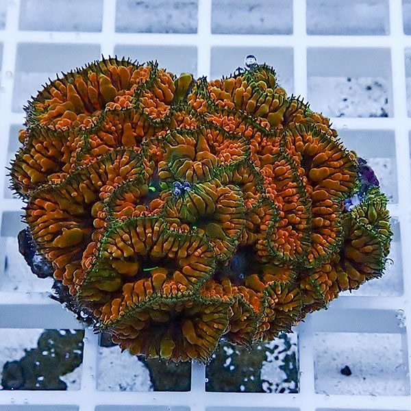 【サンゴ現物4】オオタバサンゴ! 15時までのご注文で当日発送 【サンゴ】(t236