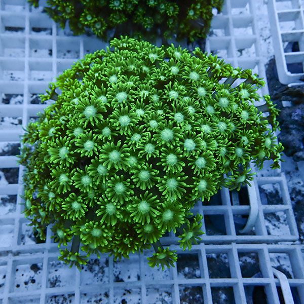 【サンゴ現物13】ハナガササンゴ!15時までのご注文で当日発送【サンゴ】(t140