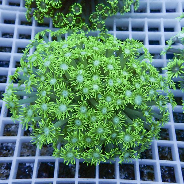 【サンゴ現物15】ハナガササンゴ!15時までのご注文で当日発送【サンゴ】(t140