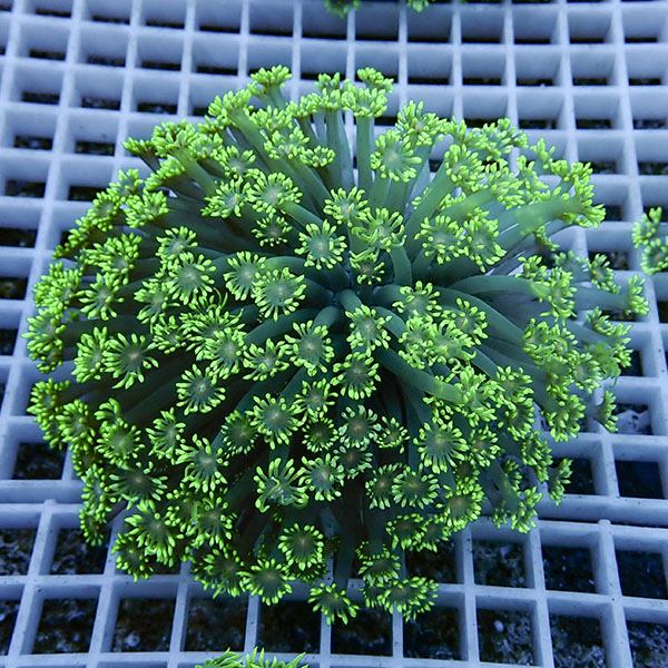 【サンゴ現物16】ハナガササンゴ!15時までのご注文で当日発送【サンゴ】(t140