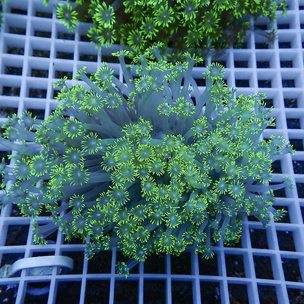 【サンゴ現物18】ハナガササンゴ!15時までのご注文で当日発送【サンゴ】(t140