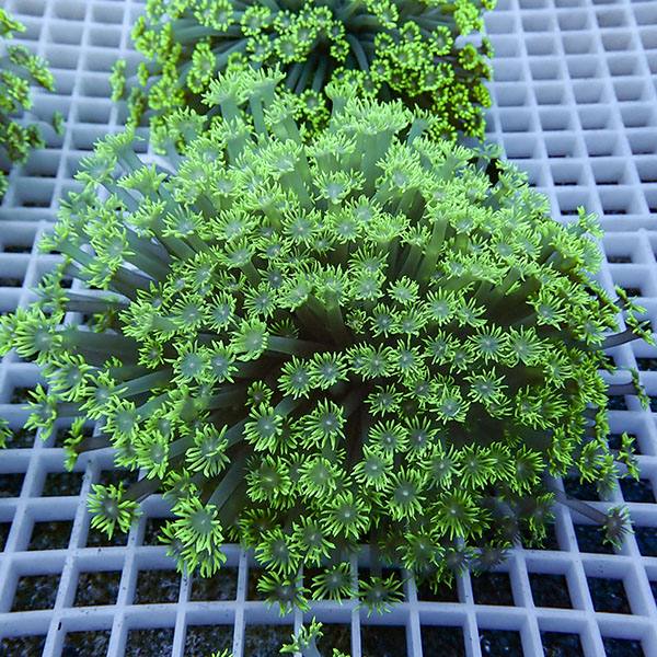 【サンゴ現物19】ハナガササンゴ!15時までのご注文で当日発送【サンゴ】(t140