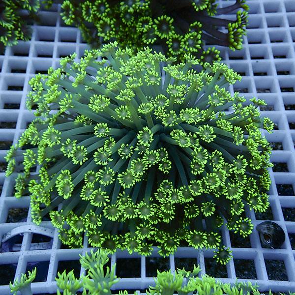 【サンゴ現物20】ハナガササンゴ!15時までのご注文で当日発送【サンゴ】(t140