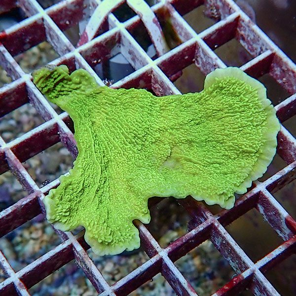 【サンゴ現物6】ウスコモンサンゴ! 15時までのご注文で当日発送【コモンサンゴ】(t214