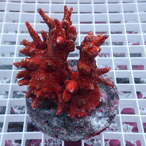 【サンゴ現物8】エダコモンサンゴブリード ! 15時までのご注文で当日発送【コモンサンゴ】(t214