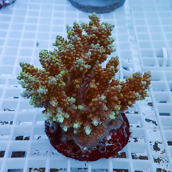 【サンゴ現物56】ブリードミドリイシ !15時までのご注文で当日発送 【ミドリイシ】(t214