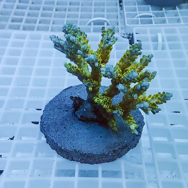 【サンゴ現物57】ブリードミドリイシ !15時までのご注文で当日発送 【ミドリイシ】(t214