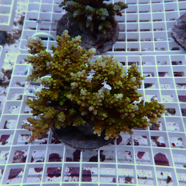 【サンゴ現物61】ブリードミドリイシ !15時までのご注文で当日発送 【ミドリイシ】(t214