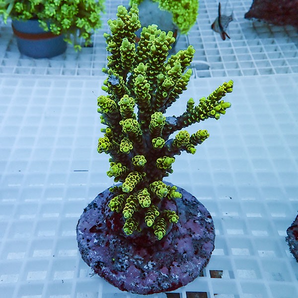 【サンゴ現物61】ブリードミドリイシ !15時までのご注文で当日発送 【ミドリイシ】(t214