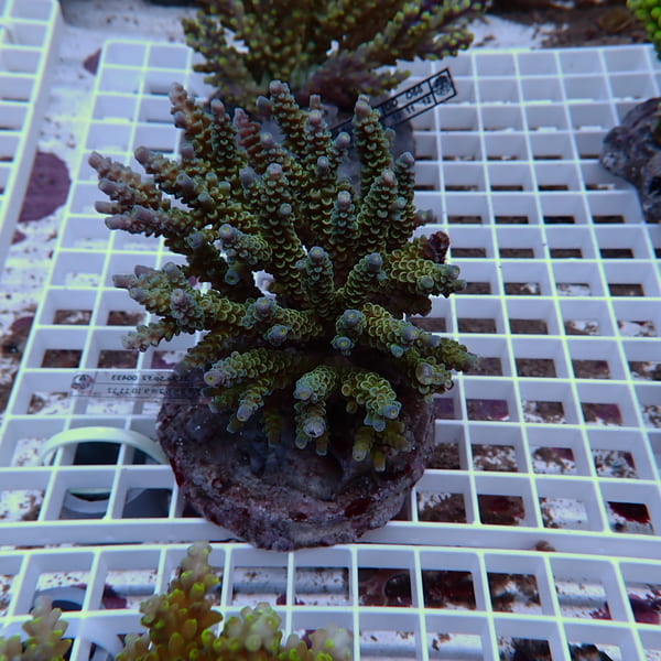 【サンゴ現物62】ブリードミドリイシ !15時までのご注文で当日発送 【ミドリイシ】(t214