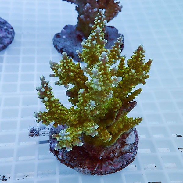 【サンゴ現物62】ブリードミドリイシ !15時までのご注文で当日発送 【ミドリイシ】(t214