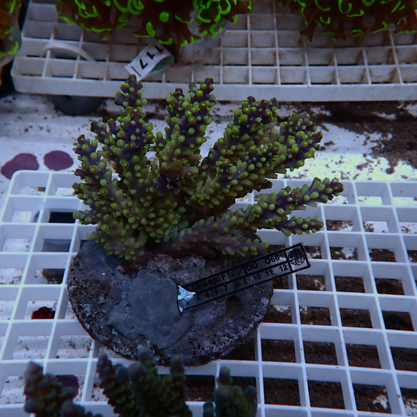 【サンゴ現物63】ブリードミドリイシ !15時までのご注文で当日発送 【ミドリイシ】(t214